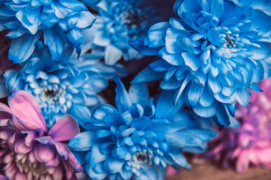 Mor, mavi ve pembe kasımpatı. Bir buket kasımpatı. Kasımpatı Çiçeği Yaklaş