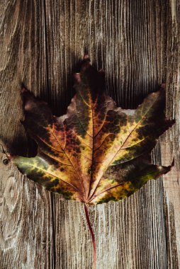 Yeşil ve sarı yapraklı sonbahar ahşap arka planı