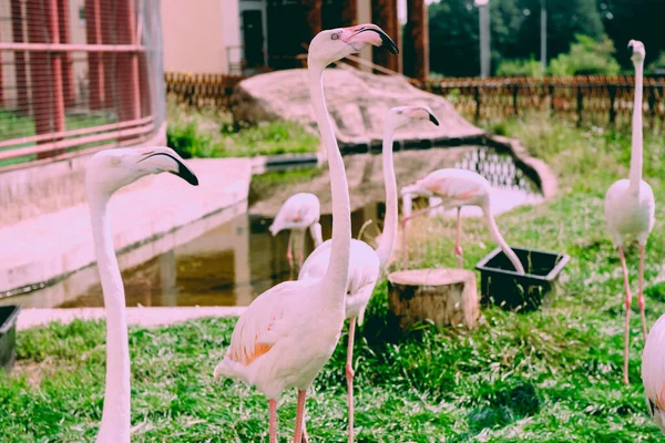 Flamingo Caribeño Pie Agua Con Reflejo Cuba Una Excelente Ilustración — Foto de Stock