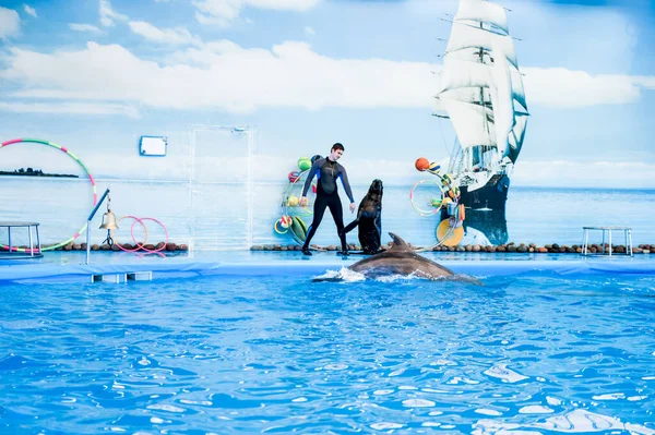Minsk Belarus Mayo 2017 Los Delfines Juegan Delfinario Espectáculo Delfines — Foto de Stock
