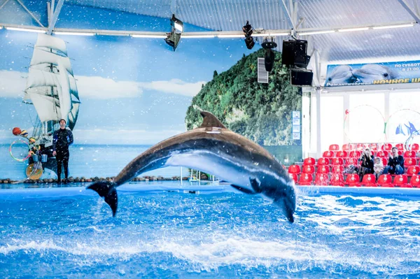 Minsk Belarus May 2017 海豚在海豚馆玩耍 海豚和海狮表演 — 图库照片