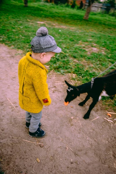 Μικρό Αγόρι Που Ψάχνει Ζώο Στη Φάρμα Στην Ύπαιθρο — Φωτογραφία Αρχείου
