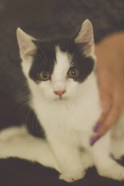 Chaton Noir Et Blanc Avec Des Yeux Verts Image Tonique Chaude Patte C Est Drole Stock Photo Chaton Noir Et Blanc Avec Des Yeux Verts Image Tonique Chaude Patte C Est Drole Stock Photo