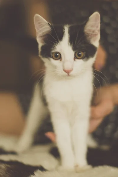 Chaton Noir Et Blanc Avec Des Yeux Verts Image Tonique Chaude Patte C Est Drole Stock Photo Chaton Noir Et Blanc Avec Des Yeux Verts Image Tonique Chaude Patte C Est Drole Stock Photo