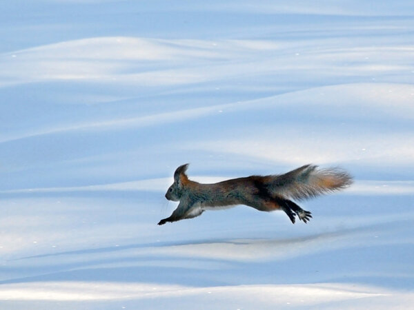 Прыгающая белка в снегу
