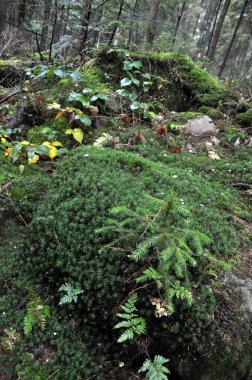 Dağ forest_10 hikayesi