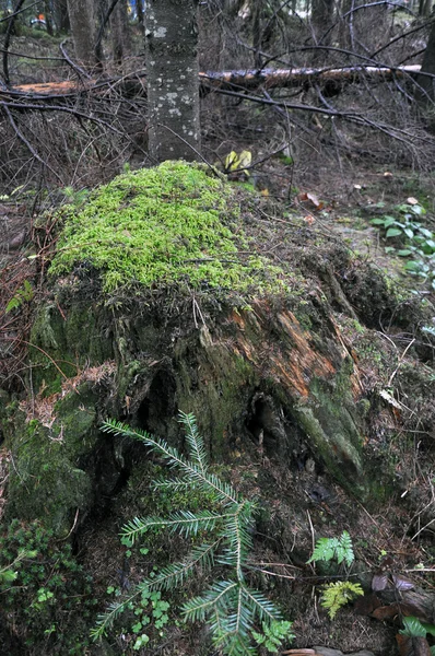 Verhaal van de berg forest_2 — Stockfoto