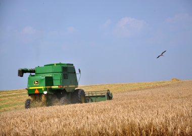 Field_4 buğday hasat
