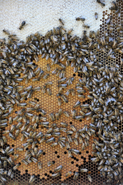 Bee frame with honey and brood