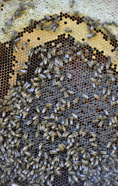 Bee frame with honey and brood_6 — Stock Photo, Image