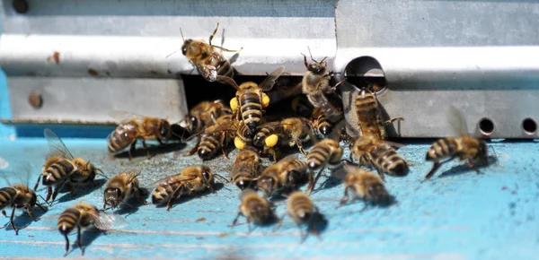 Κυψέλη μελισσών στο η βρύση-hole_2 — Φωτογραφία Αρχείου