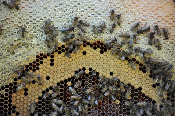 Bee frame met honing en brood_8 — Stockfoto