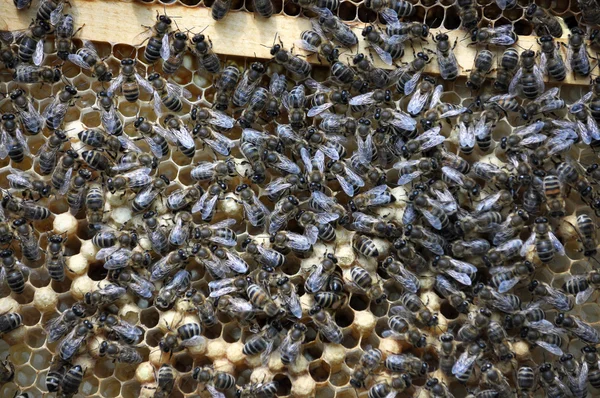 Méhek a beehive kereten egy zárt brood_8 — Stock Fotó