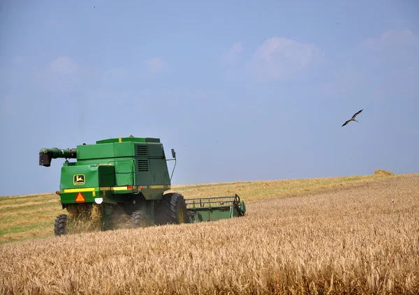 Сбор пшеницы в поле _ 4 — стоковое фото