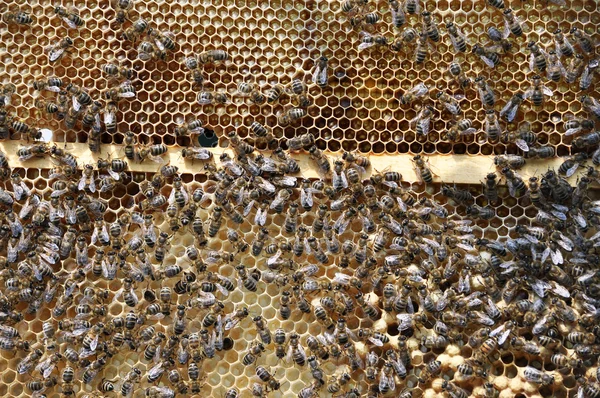 Abeilles dans la ruche avec du miel sur le cadre _ 2 Images De Stock Libres De Droits