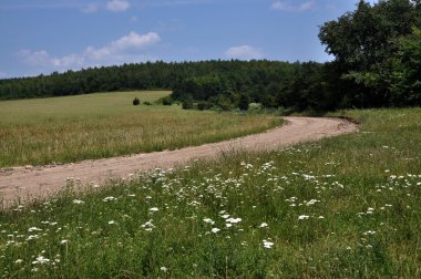 Yaz peyzaj alanı ve orman kenarında