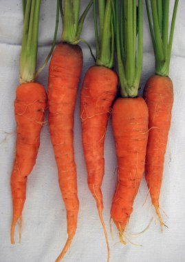 Genç kırmızı havuç tops_3 ile