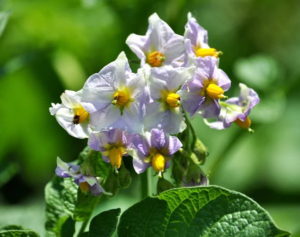 Patatas en la floración —  Fotos de Stock