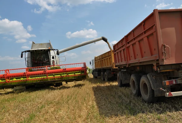 Unloading grain silo harvester — Stock Photo, Image