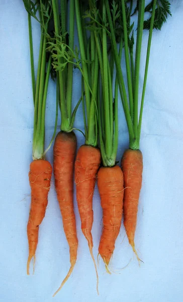 Zanahorias rojas jóvenes con tops _ 5 — Foto de Stock