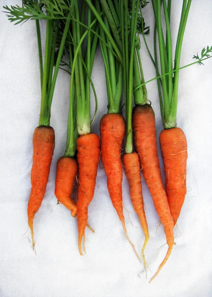 Zanahorias rojas jóvenes con tapas — Foto de Stock