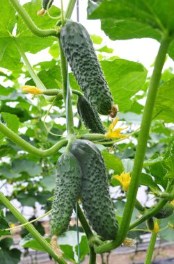 Bir greenhous_3 içinde sıradan salatalık