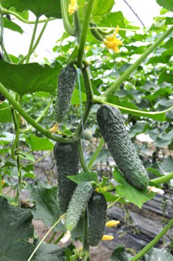 Bir greenhous_4 içinde sıradan salatalık