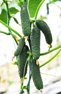 Bir greenhous_8 içinde sıradan salatalık