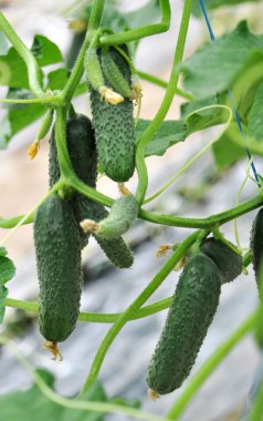 Bir greenhous_10 içinde sıradan salatalık