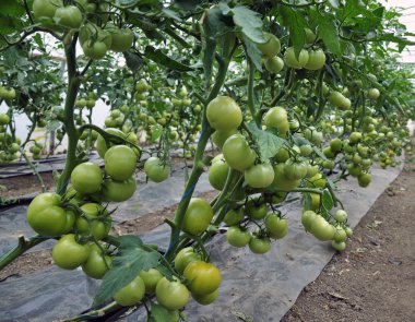 Greenhouse_8 domates olgunlaşmak