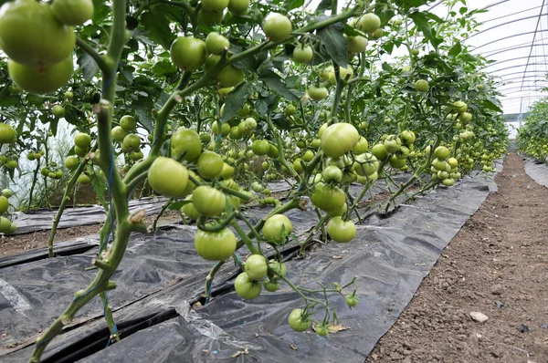 Ripen tomatoes in the greenhouse _ 2 — стоковое фото