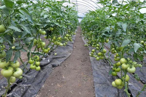 Зрілі помідори в теплиці — стокове фото