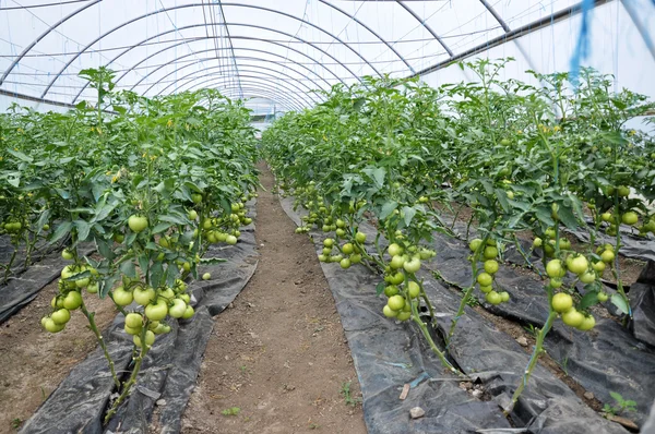 Ripen tomatoes in the greenhouse _ 4 — стоковое фото