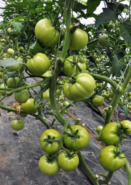 Greenhouse_7 のトマトを熟す — ストック写真