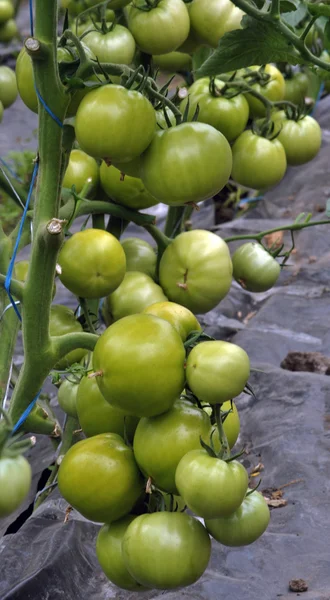 Greenhouse_16 domates olgunlaşmak — Stok fotoğraf