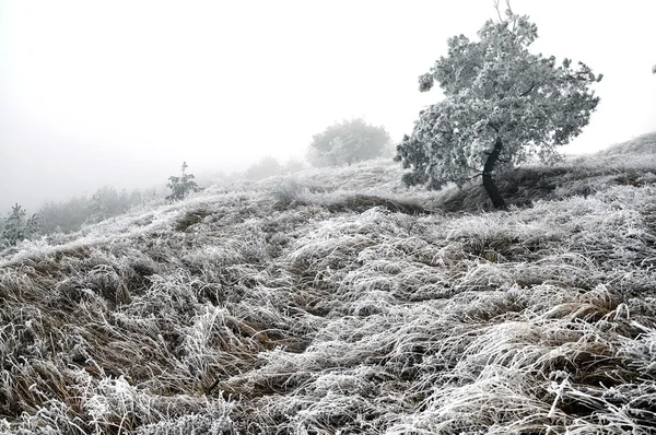 Kış manzarası ile frost_9 — Stok fotoğraf