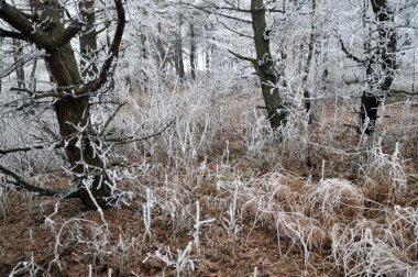 Kış manzarası ile frost_17