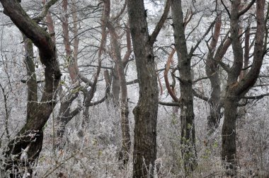 Kış manzarası ile frost_22