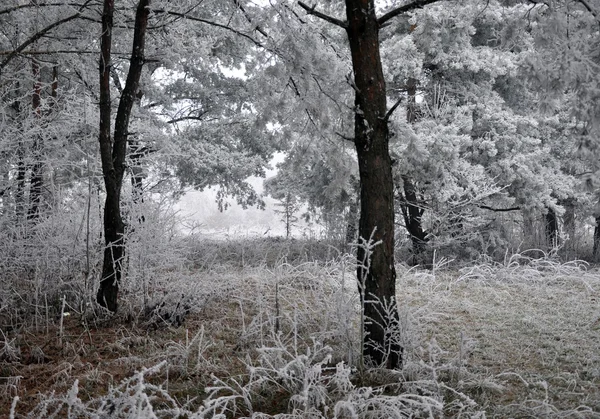 Winterlandschap met frost_18 — Stockfoto