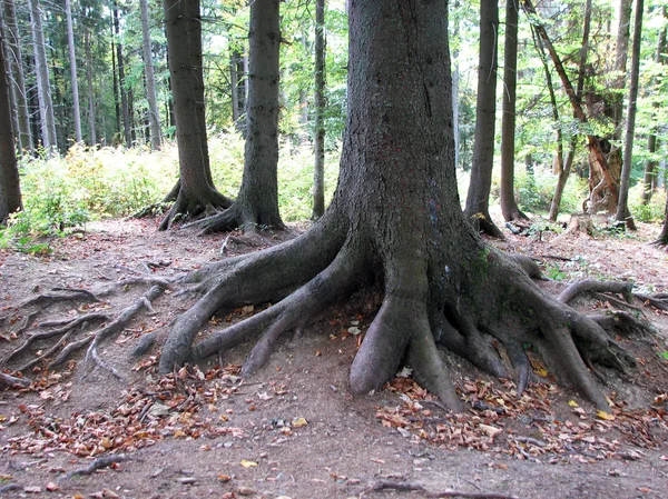 Velha floresta em montanhas _ 3 — Fotografia de Stock