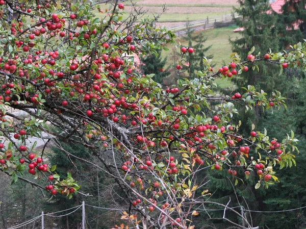 Wild apple tree in mountains — Stock Photo, Image