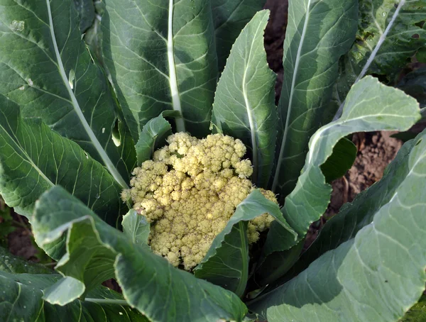 Cauliflower with leaves — Stock Photo, Image