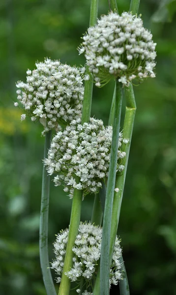 Inflorescences onions from seed_3 — Stock Photo, Image