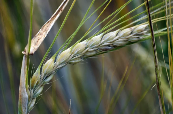 Semi di orzo Spikelets _ 5 — Foto Stock