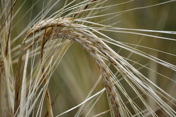 Klásky ječmene seed_8 — Stock fotografie