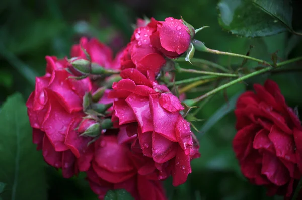 The branch with flowers red roses_6 — Stock Photo, Image