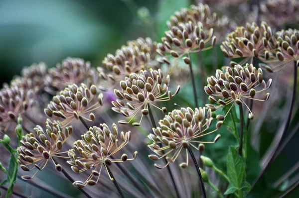 Deštník s semen fenyklu Garden_3 — Stock fotografie