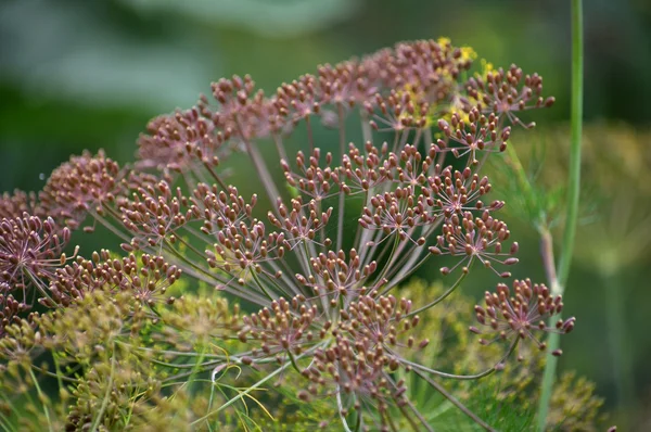 Paraply med fänkålsfrön Garden_4 — Stockfoto