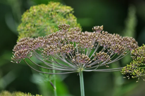 Parasol z nasion kopru włoskiego Garden_5 — Zdjęcie stockowe