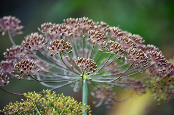 Зонтик с семенами фенхеля GARDEN _ 6 — стоковое фото